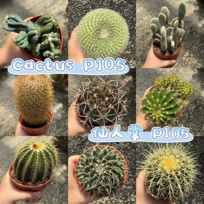 GPS Green Plant Society Rare Cactus Big Pot 大盆仙人掌P105 | Green