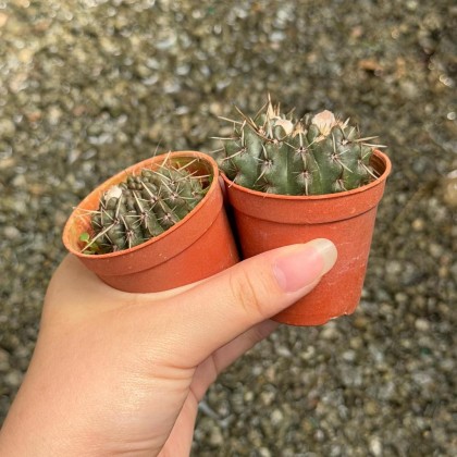 Cactus 仙人掌| Green Plant Society