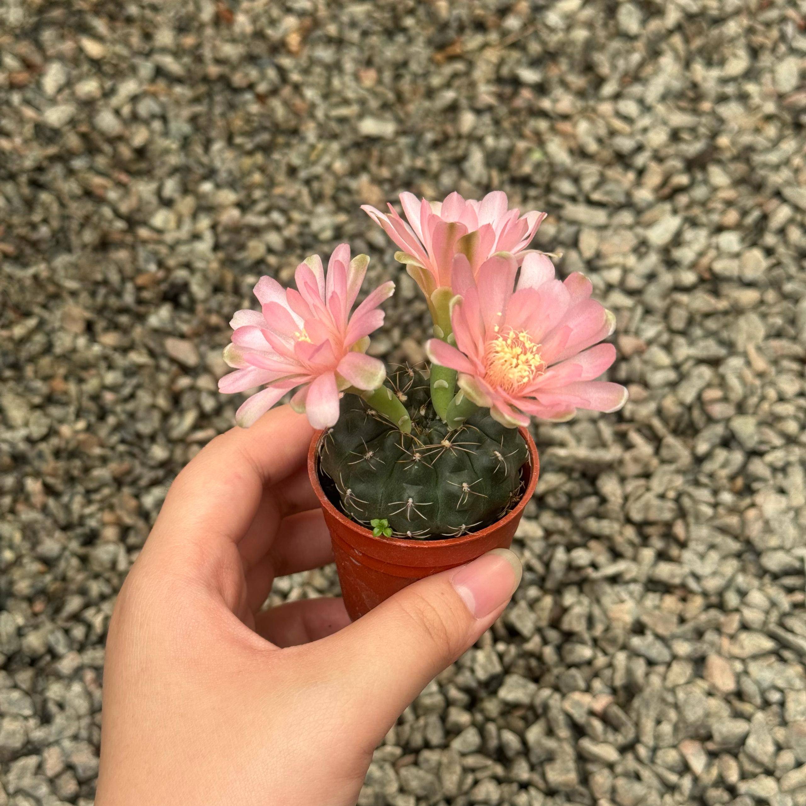 Cactus 仙人掌| Green Plant Society
