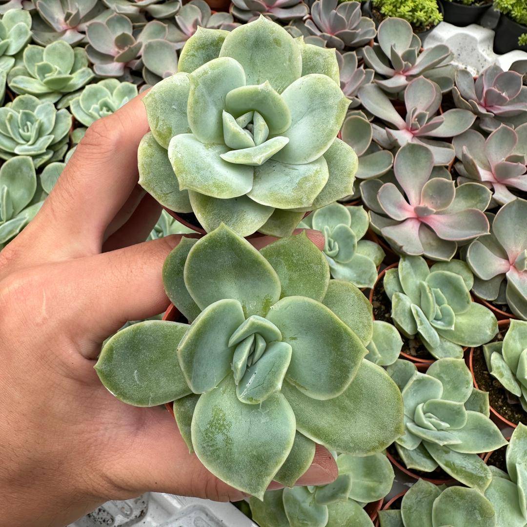 Succulent 多肉植物| Green Plant Society
