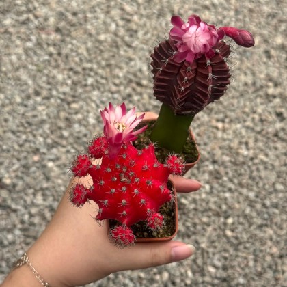 Cactus 仙人掌| Green Plant Society
