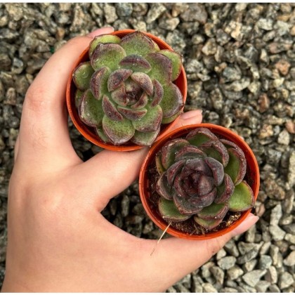 Succulent 多肉植物| Green Plant Society