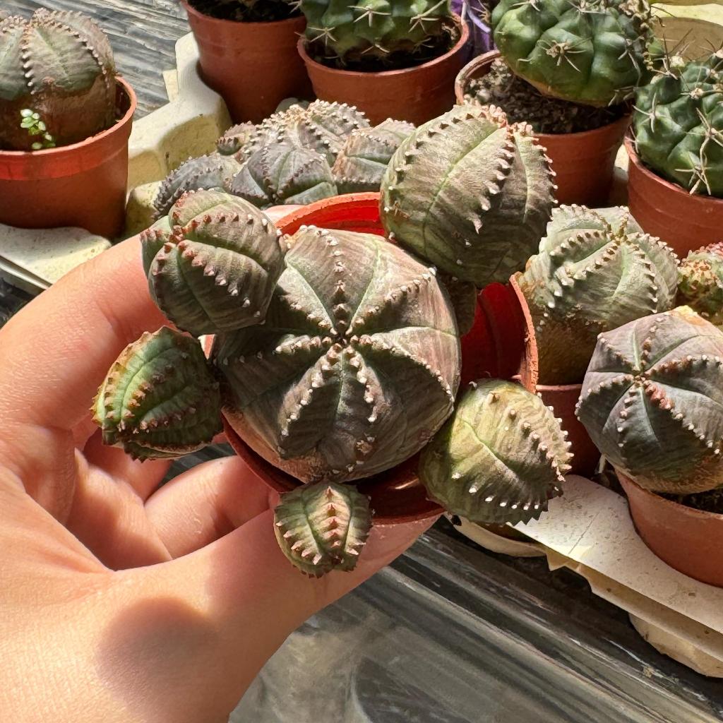 GPS Green Plant Society Live Cactus Type 64 Euphorbia Obesa 布纹球