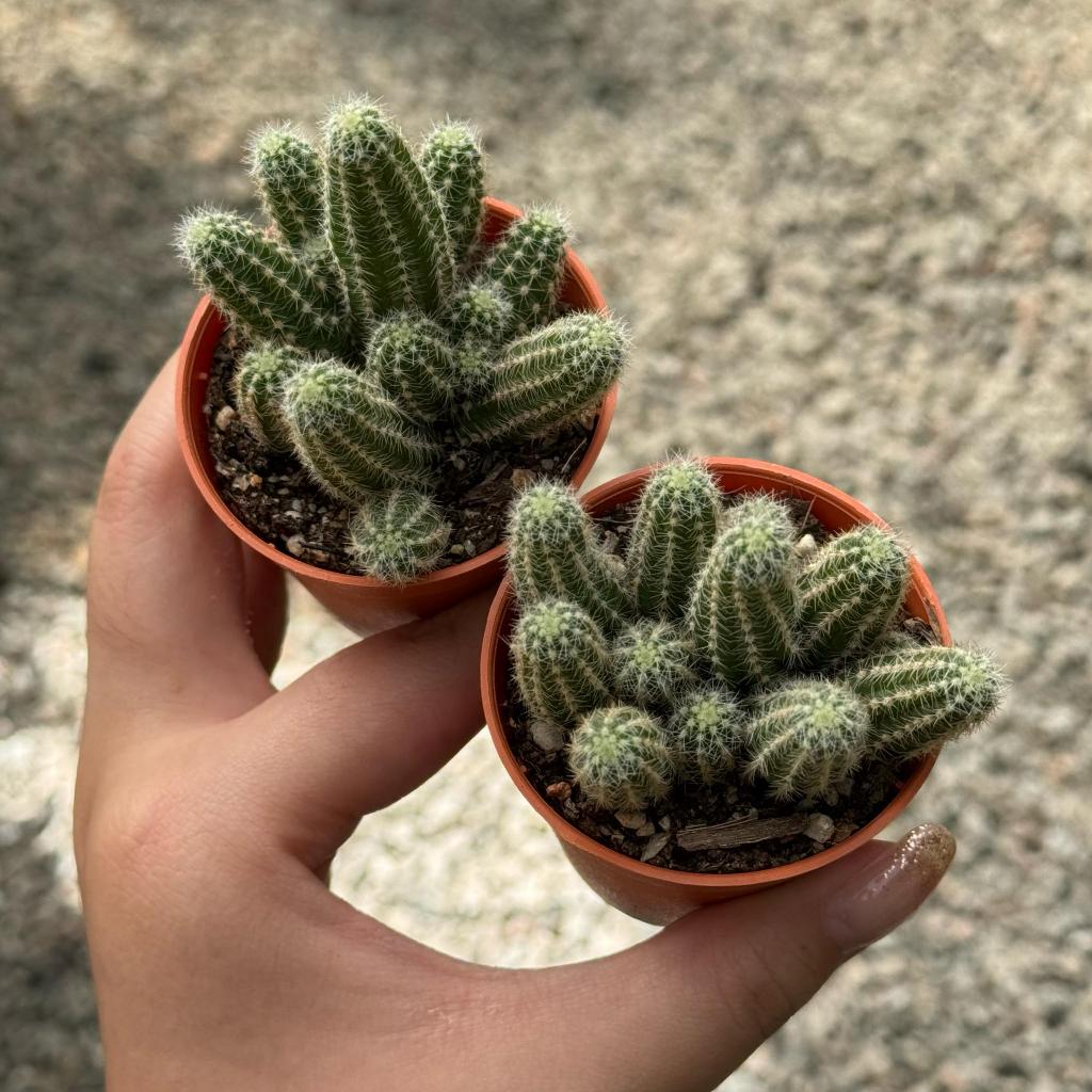 GPS Green Plant Society Live Cactus Chamaecereus silvestrii 白檀柱