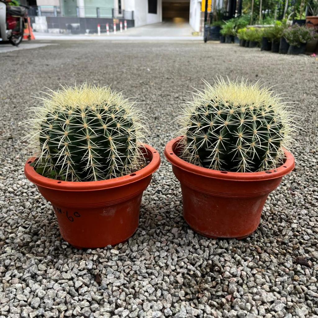 仙人掌 GPS Green Plant Society Live Cactus Echinocactus Grusonii 金虎球