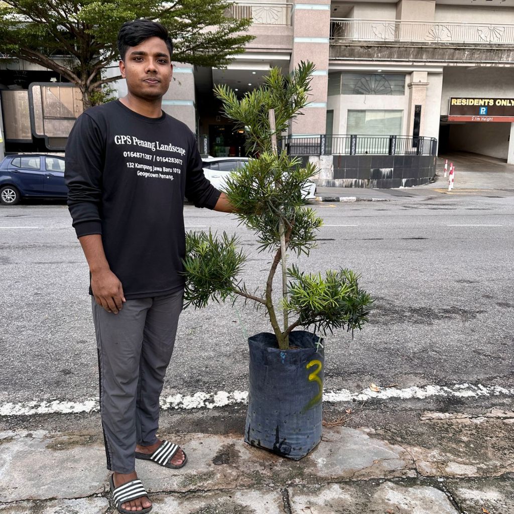 GPS Green Plant Society Live Tree Podocarpus S Shape Local Species