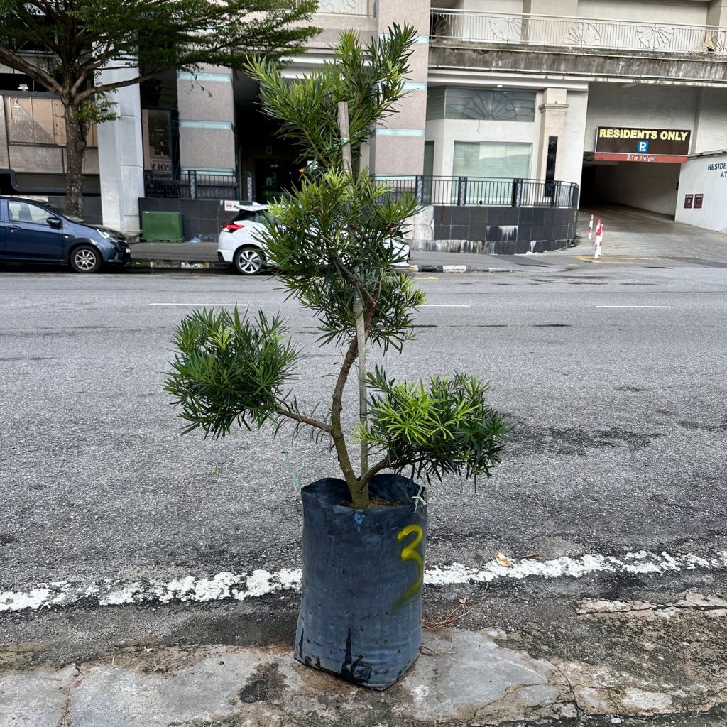 GPS Green Plant Society Live Tree Podocarpus S Shape Local Species