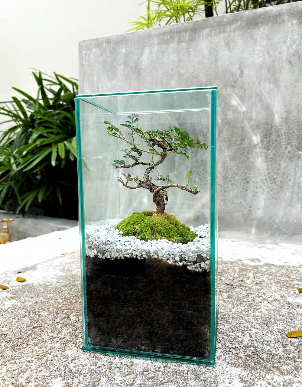 GPS Buxus Mini Bonsai Terrarium with Moss | Green Plant Society