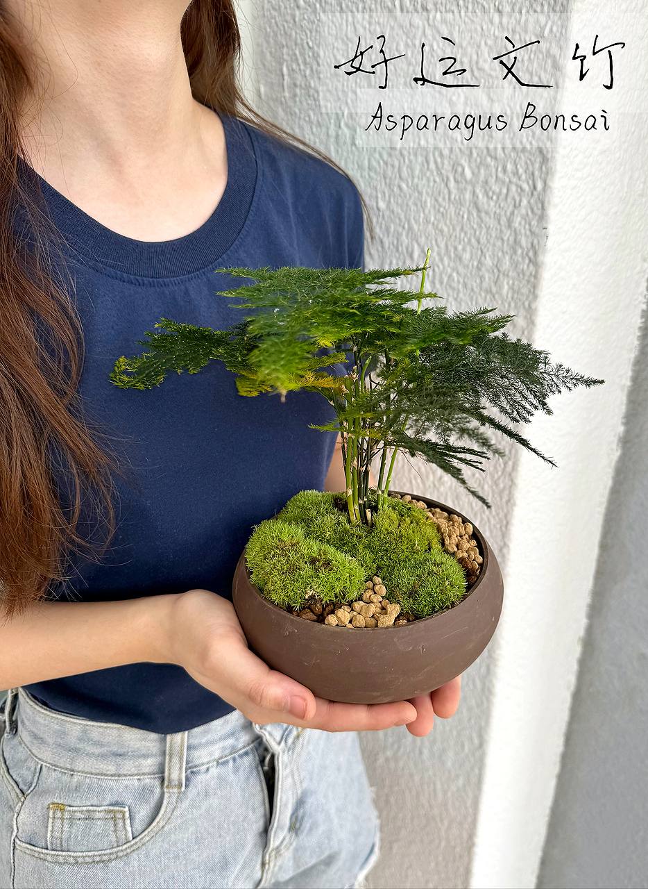 FITC Lucky Asparagus Bonsai  | Green Plant Society