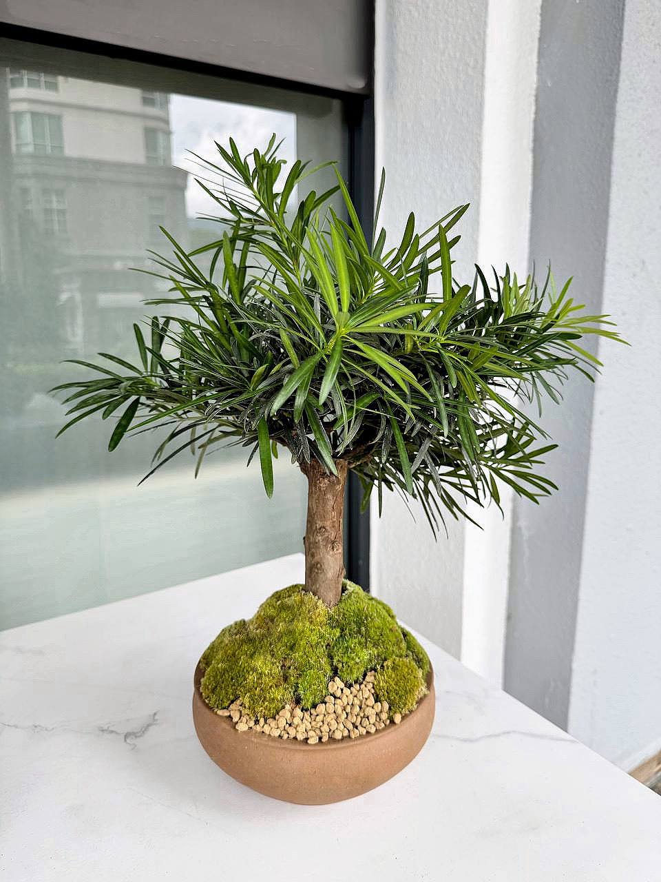 FITC Podocarpus Ball Bonsai 罗汉松 | Green Plant Society