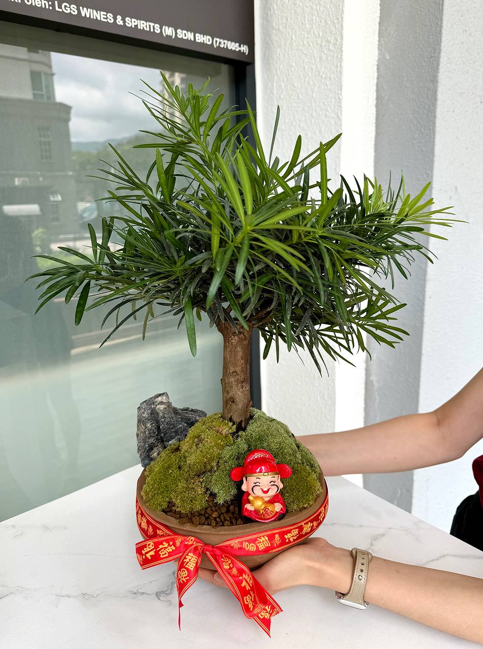 bonsai anfänger pflanzen Einsteiger-Bonsai-Set Cercis chinensis – Cultivea main image 0