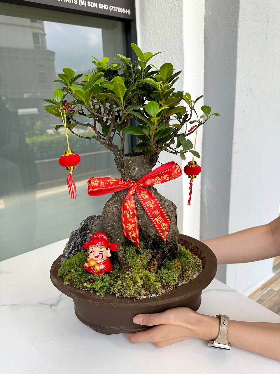 FITC Feng Shui Ginseng Bonsai  | Green Plant Society