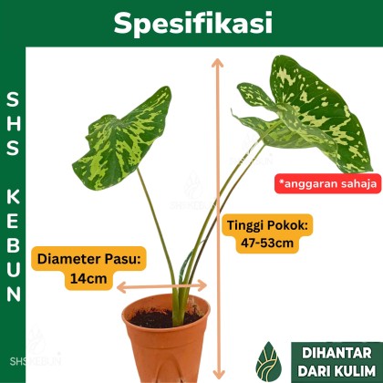 Sumi shahrida jinsiy aloqa uchun erkak qidirilmoqda