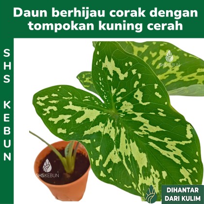 Erkak sohilda qizlarga erkalaydi