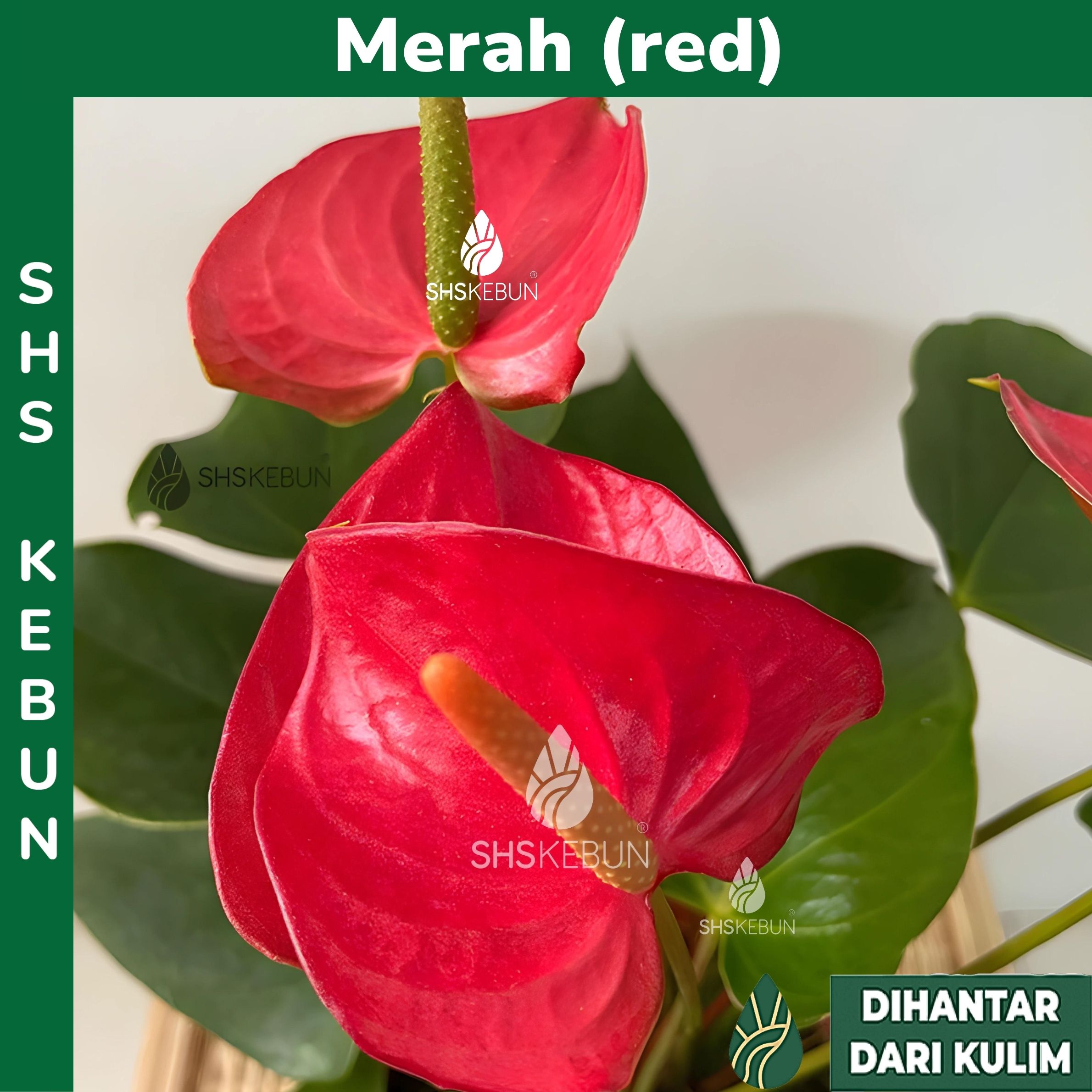 Anthurium Red Flamingo Flower Indoor Plants Pokok Hidup / ///  Flowers Plants Live Ornamental Plant SHS Kebun | SHS_Kebun Official Store