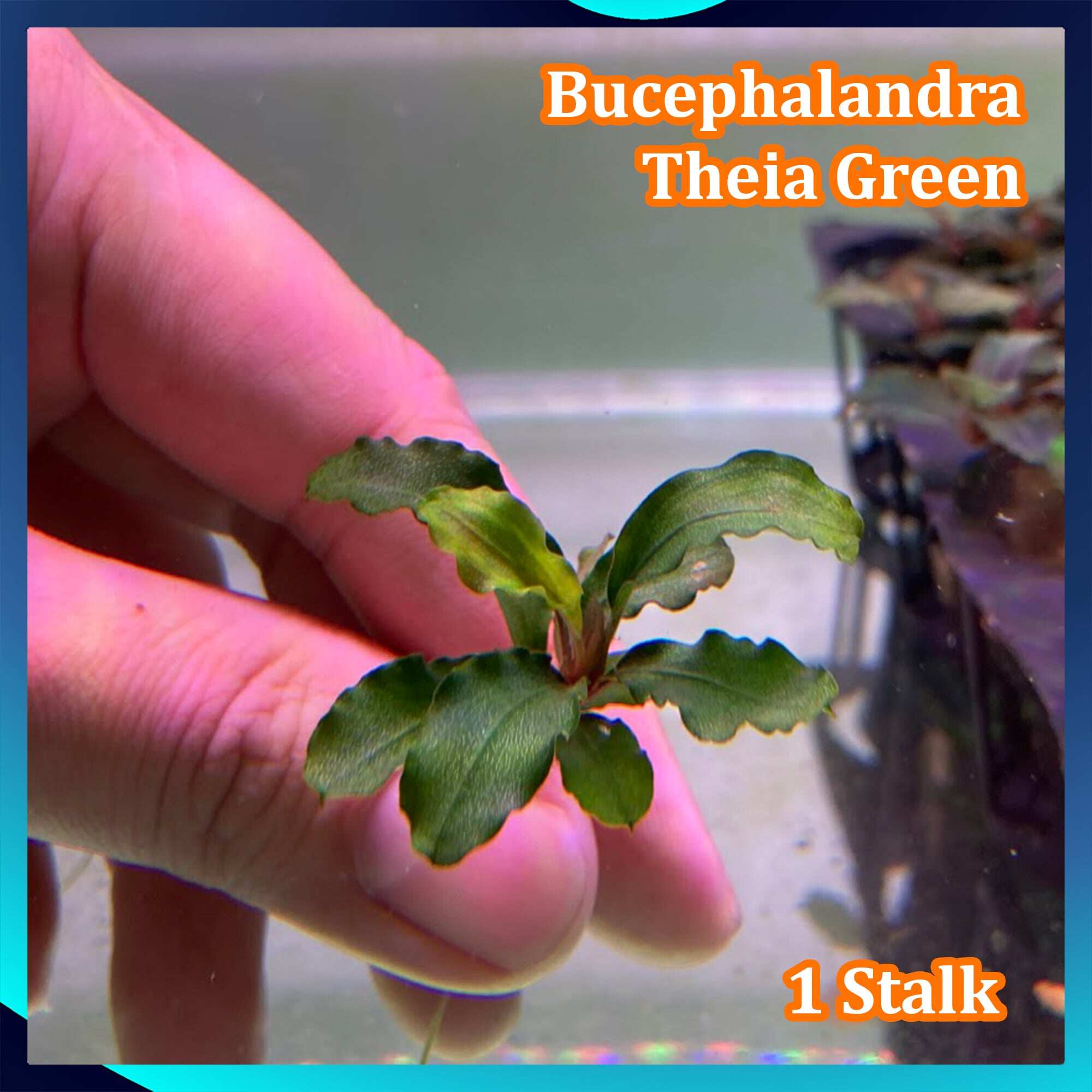 Low Tech] Bucephalandra sp. Theia Green LP Aquatic Plant - 1 Stalk