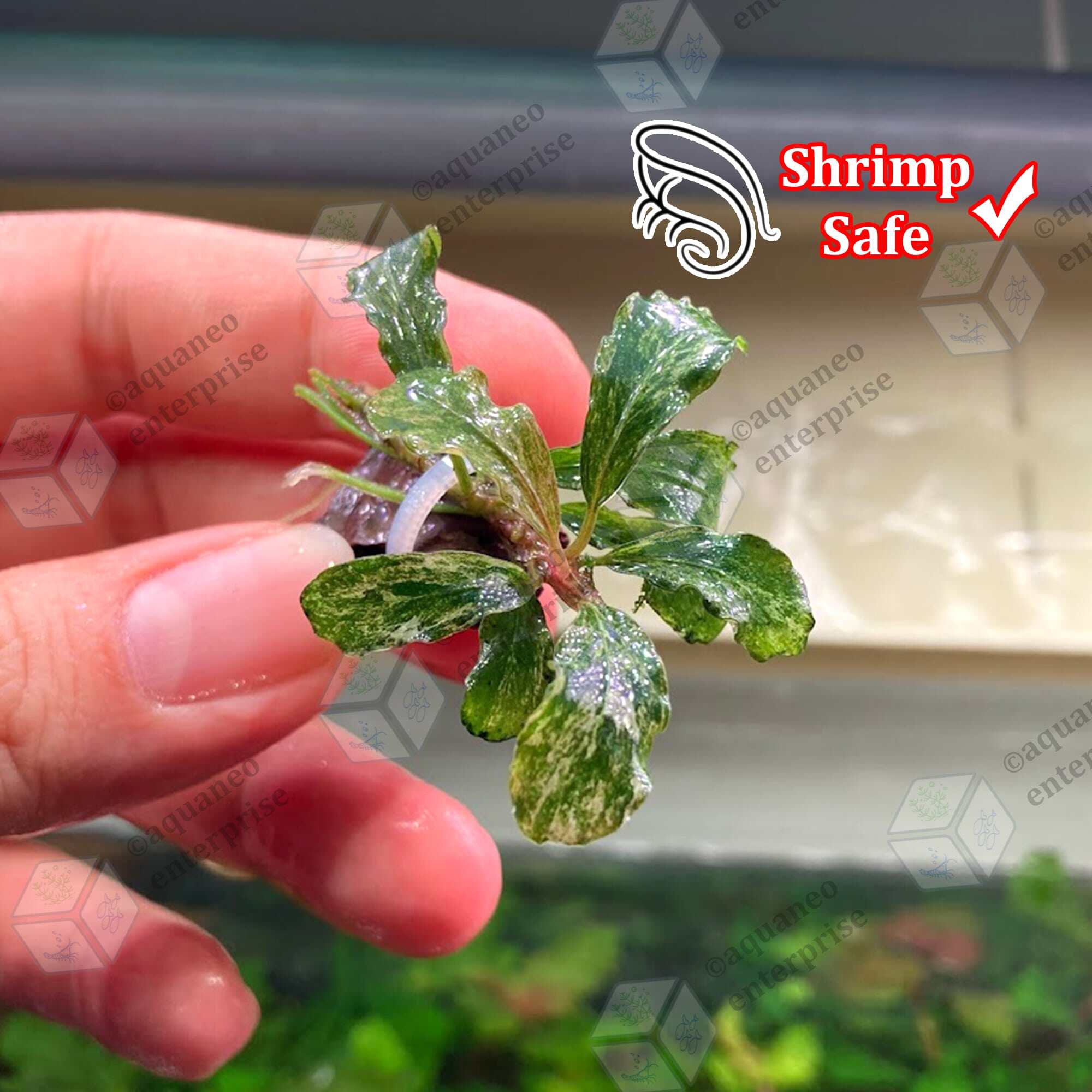 Low Tech] Bucephalandra Variegated Marble / APC Marble LP Aquatic