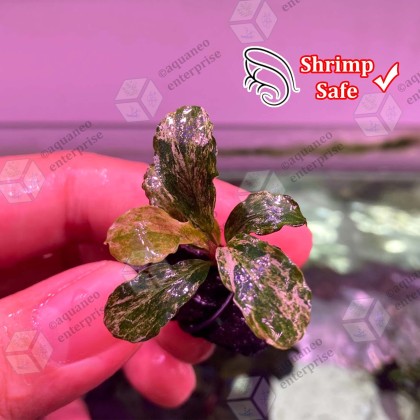 Bucephalandra sp. Variegata① NLTCwi3k646bb23604de8_16847795