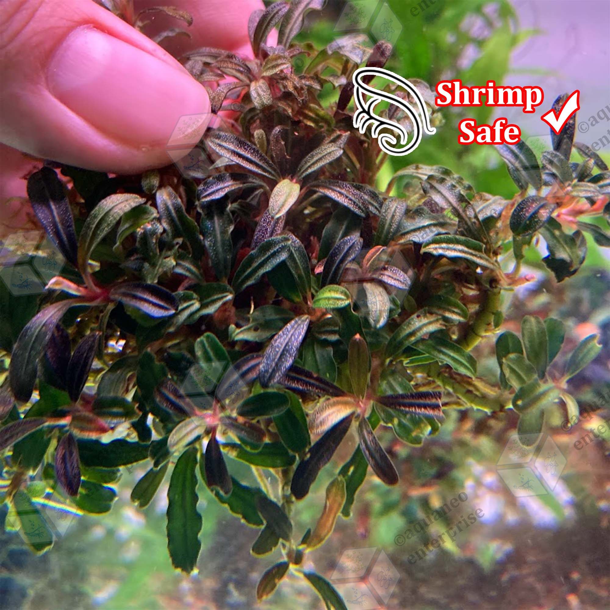 【ルージュ】Bucephalandra sp. Mini Phantom JjKKarPU64a84a4a5d74c_16887506