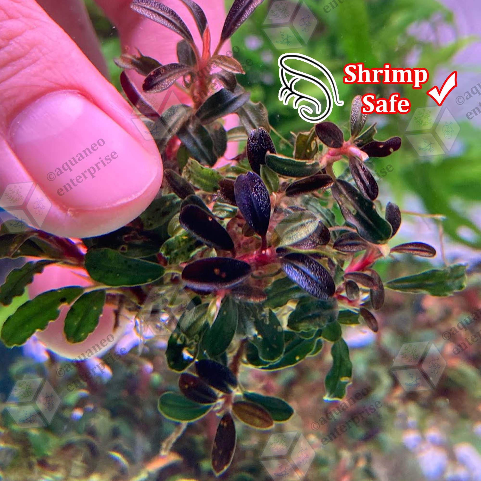 Bucephalandra Phantom Mini | APF Aquarium Plants Factory®