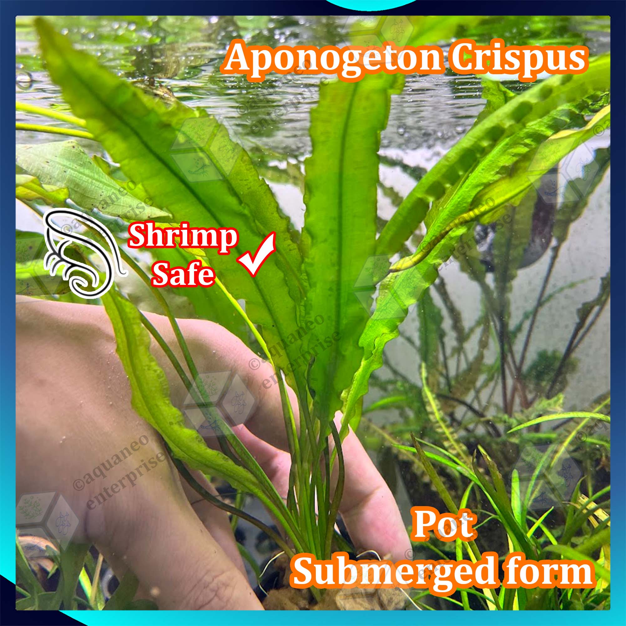aquarium plants near me BUY 2 GET 1 FREE Green Cabomba (Cabomba caroliniana)  Florida Aquascaping