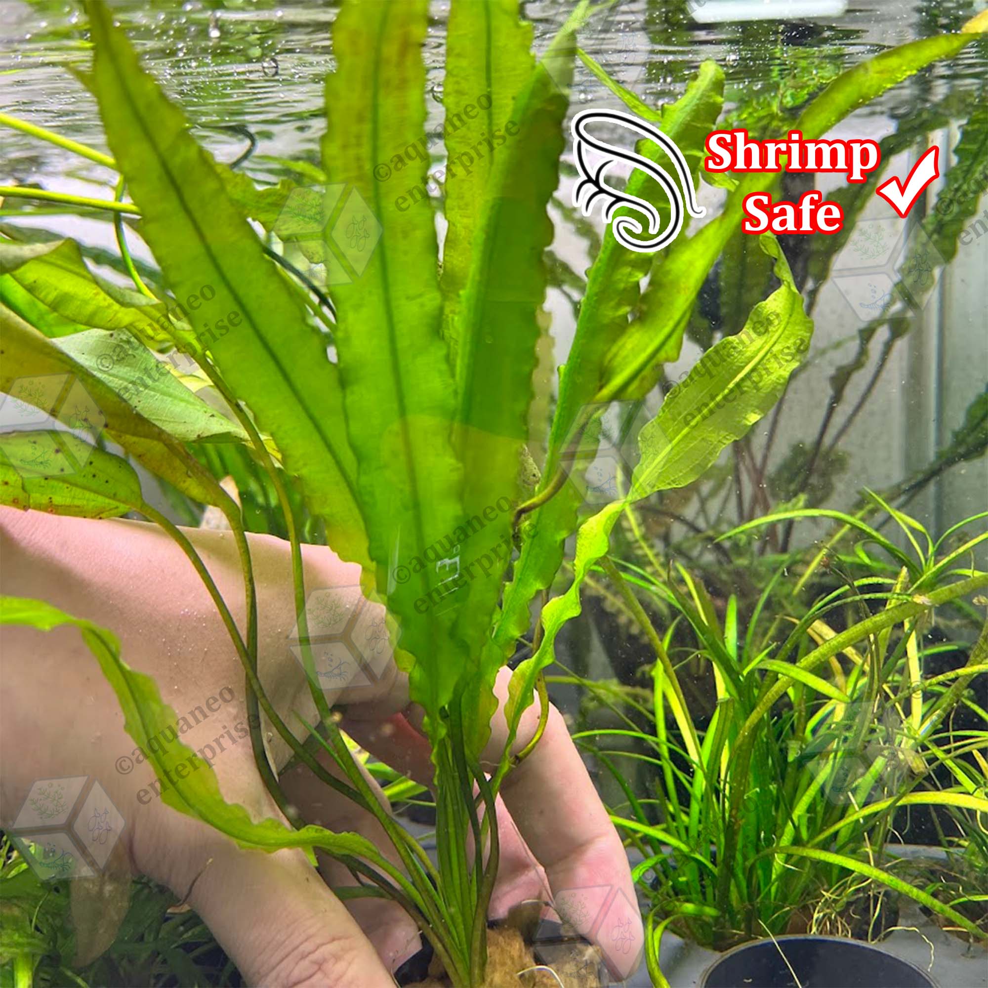 Low Tech] Aponogeton Crispus LP Aquatic Plant | Aquaneo Enterprise