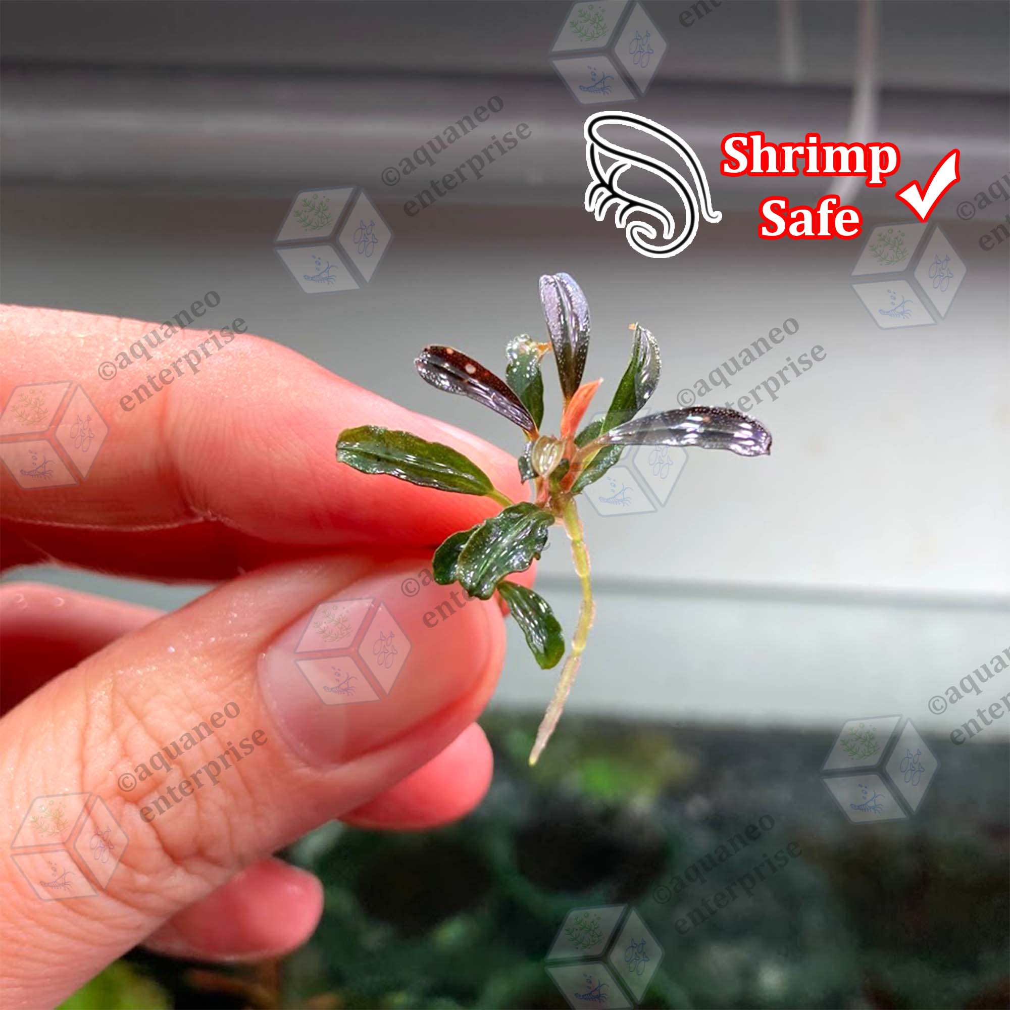 水草 Bucephalandra .sp mini phantom Bucephalandra Phantom Mini | APF Aquarium Plants Factory®
