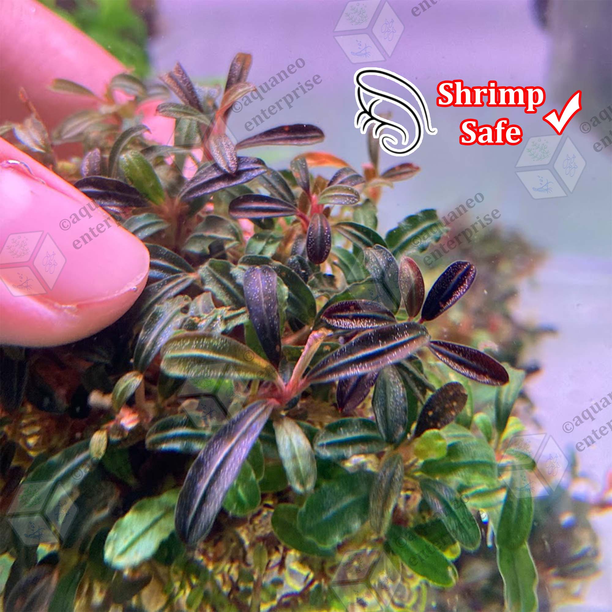 Low Tech] Bucephalandra Brownie Mini Phantom LP Aquatic