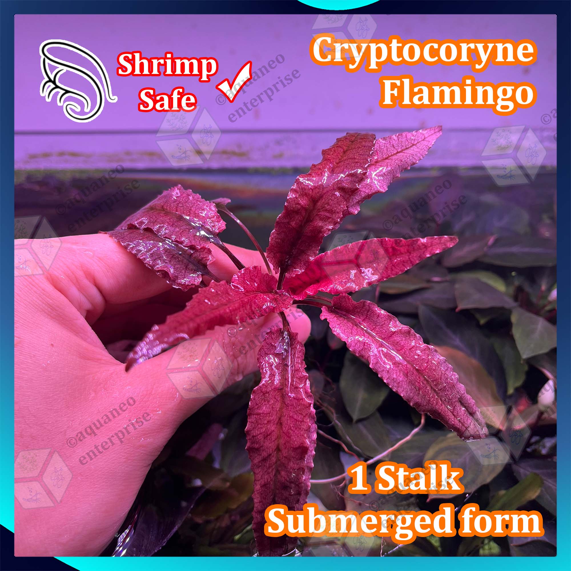 Cryptocoryne_Flamingo_1_Stalk_