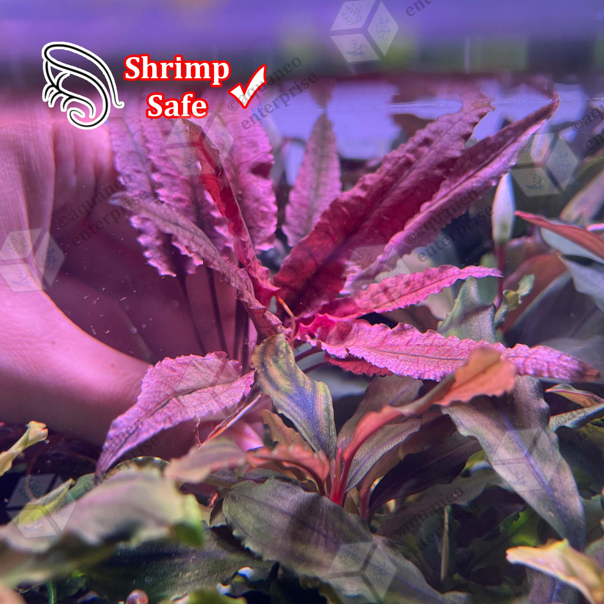 【LA1223-01z】Cryptocoryne sp. Min-2 Amazon.com : Ultum Nature Systems Cryptocoryne Mioya Tissue