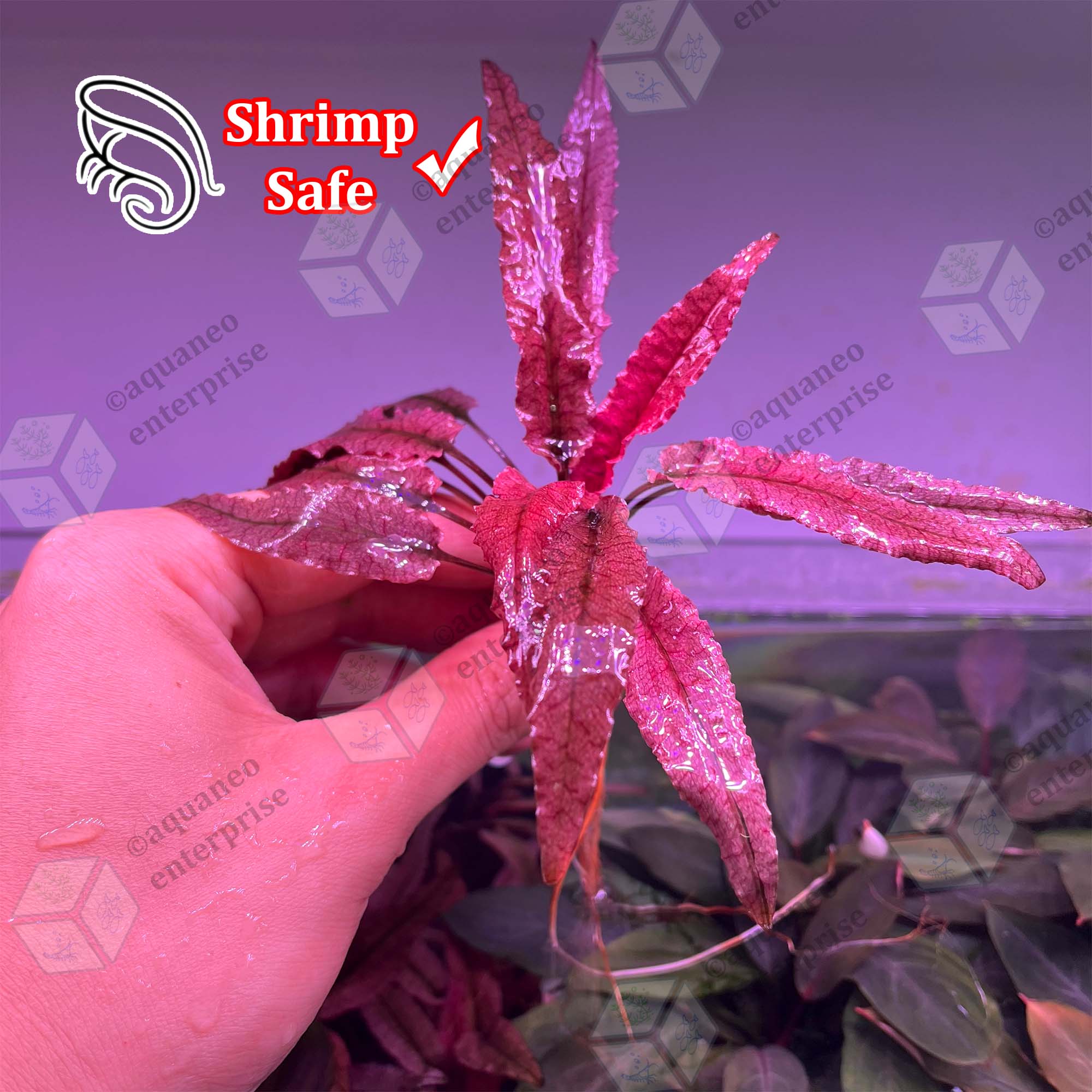 LA1223-01z】Cryptocoryne sp. Min-2 Cryptocoryne sp. philippines