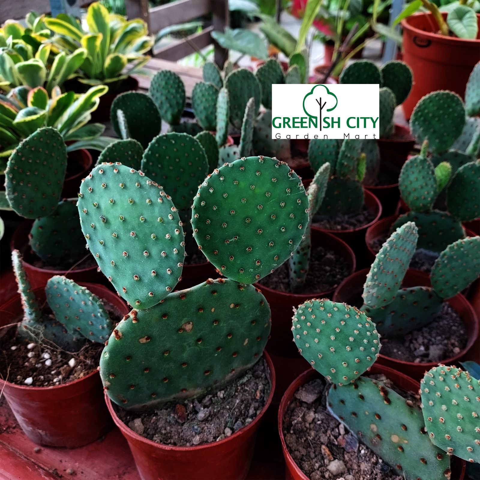 Cactus Mickey Mouse 'Opuntia Microdasys' Kaktus... | Malaysia's Online  Garden Center Since 2010 | GardenMart4U