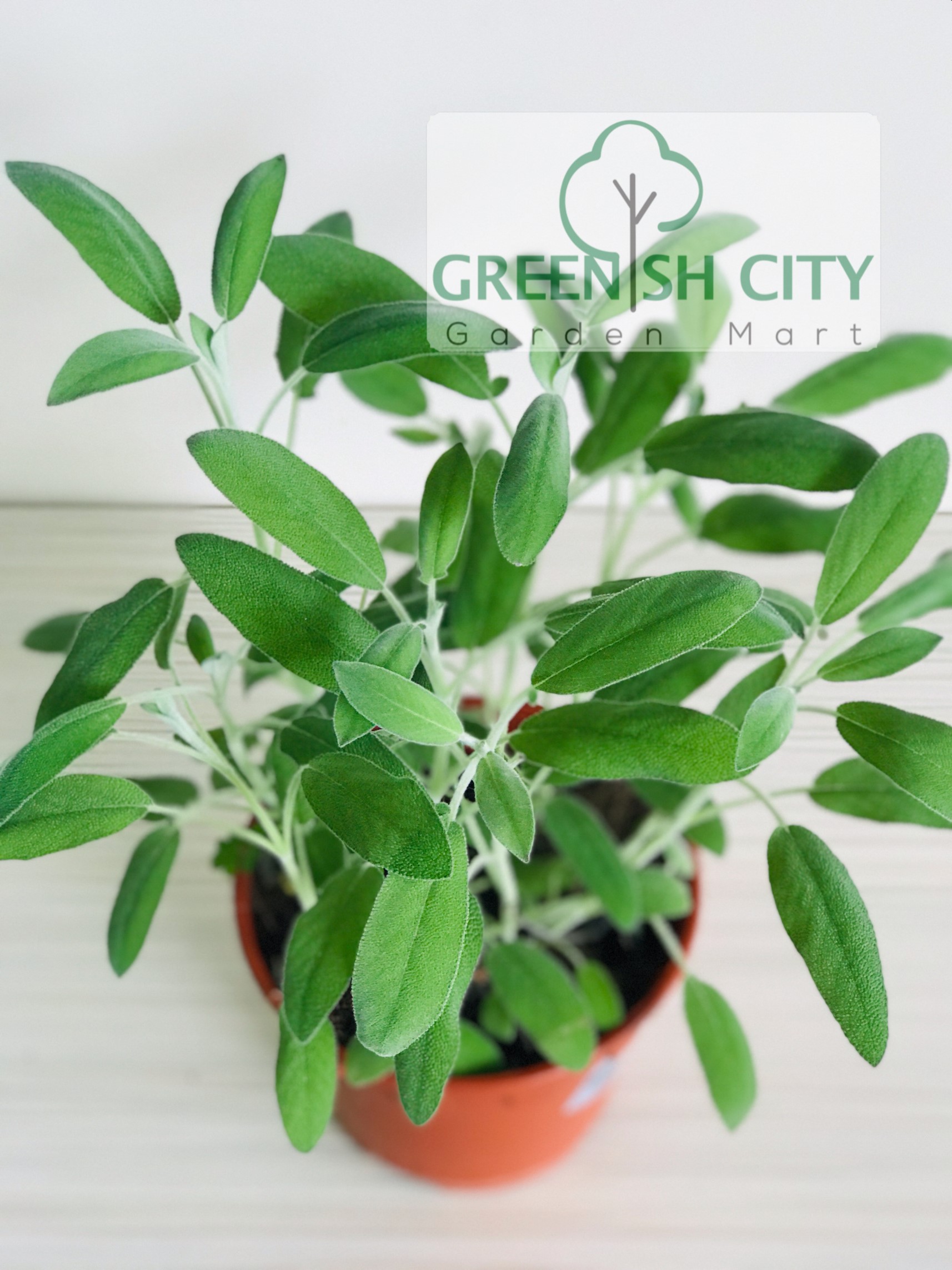 Lil' Pinoy Explorers' Bisaya Fruits: 31 Fruits Translated from English to  Bisaya (Paperback), image size:1714x2285