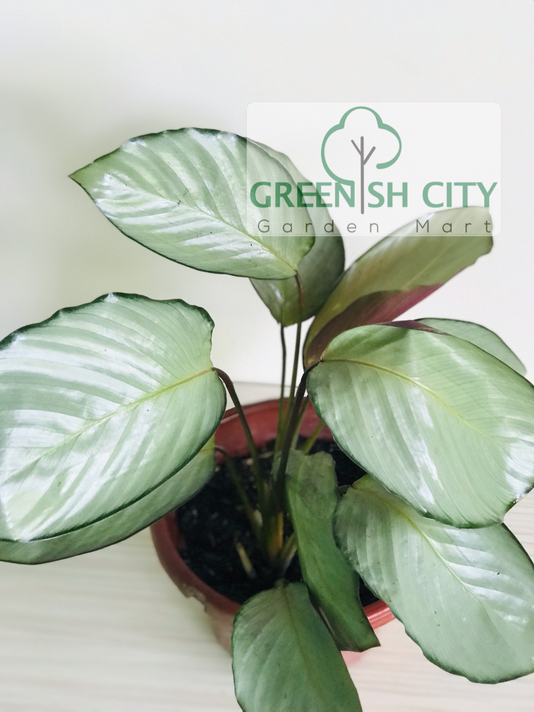 Calathea Silver Plate Live Plant Pokok Indoor   | Malaysia's Online  Garden Center Since 2010 | GardenMart4U