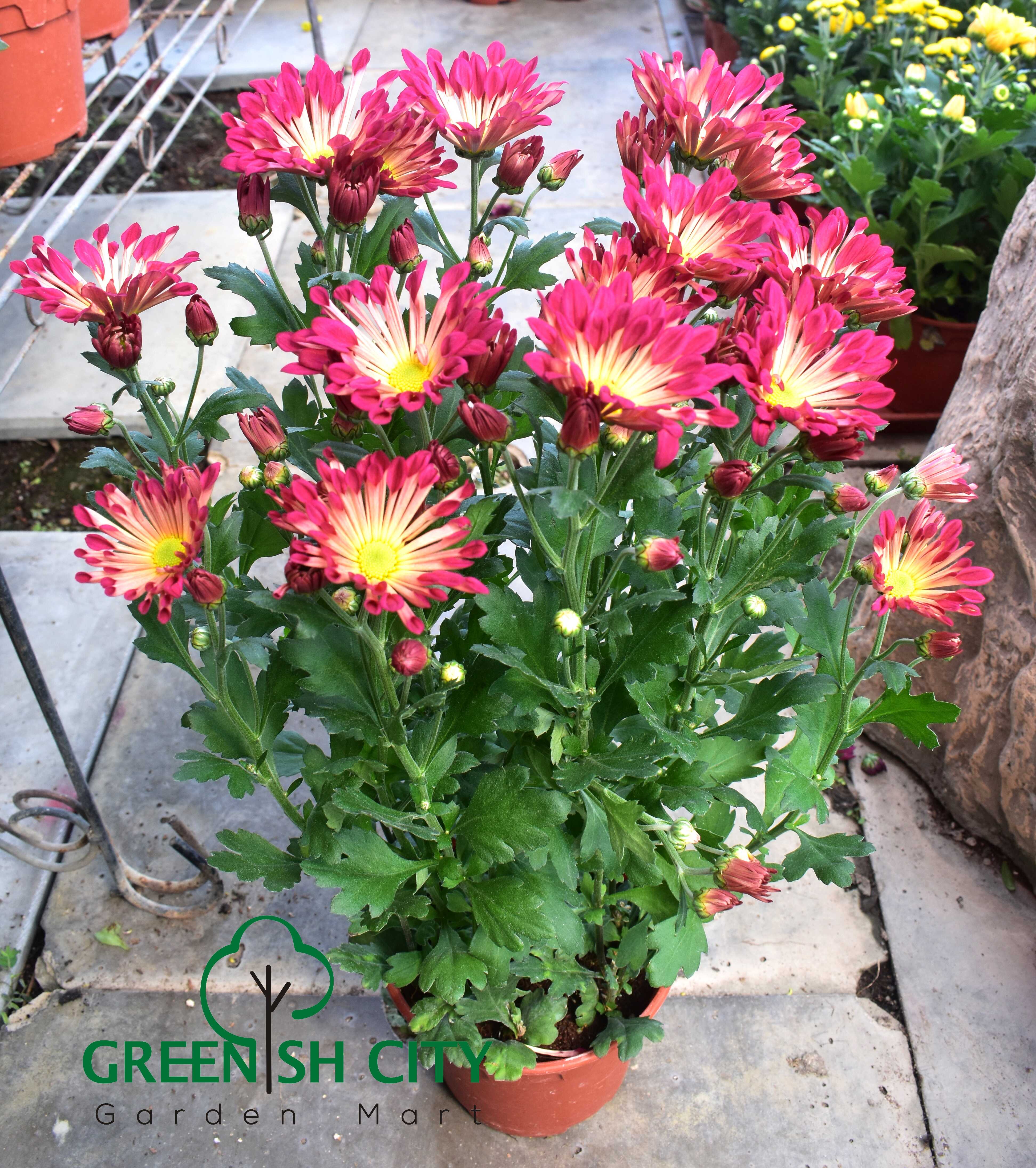 GNC - Chrysanthemum Flower Plant Pokok Bunga Kekwa 菊花 - GardenMart4U.com |  GardenMart4U: Malaysia's No.1 Online Garden Center, image size:3888x4384