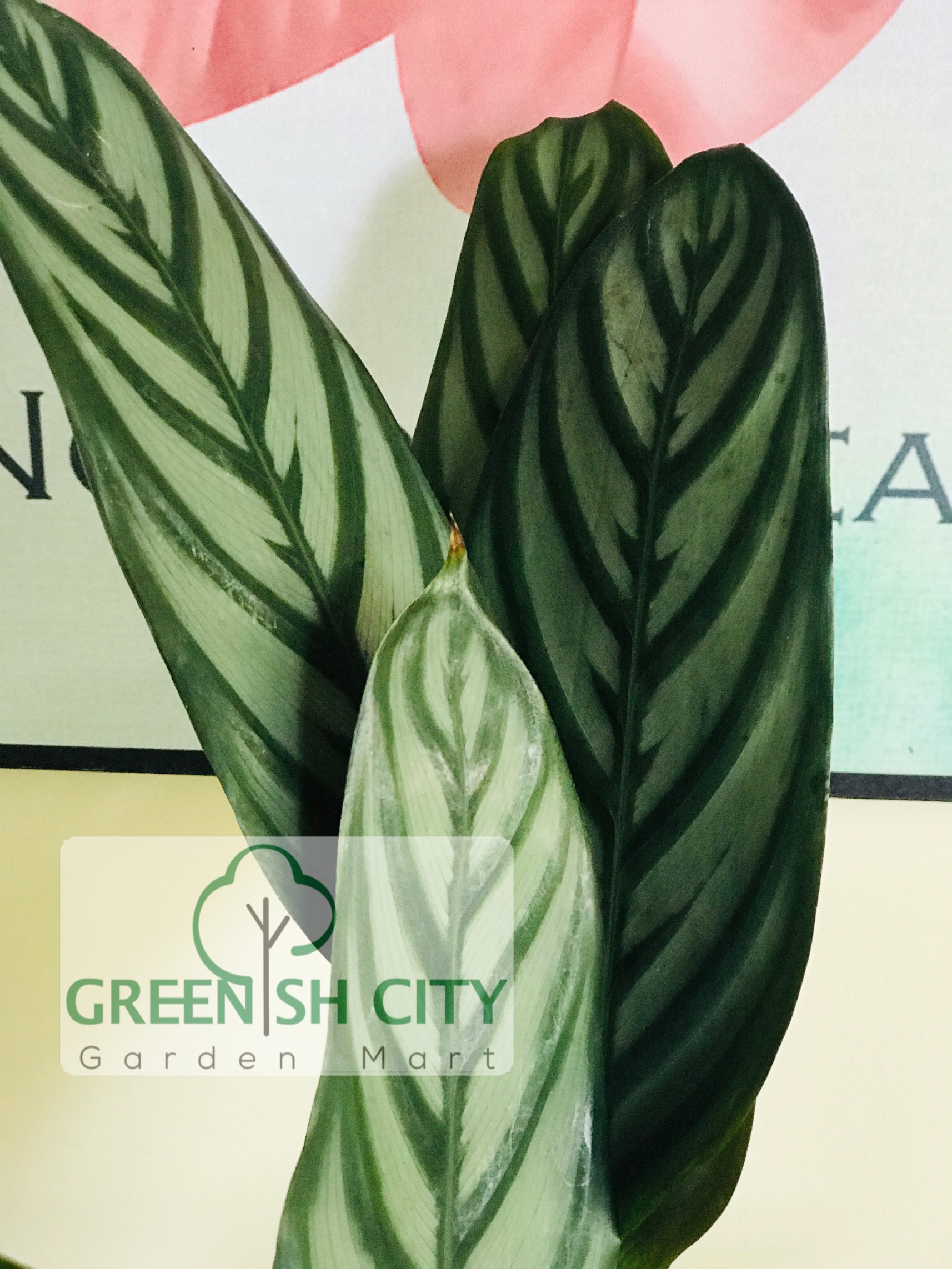 Calathea Roseopicta (Cultivar) Live Plant Pokok   | Malaysia's  Online Garden Center Since 2010 | GardenMart4U