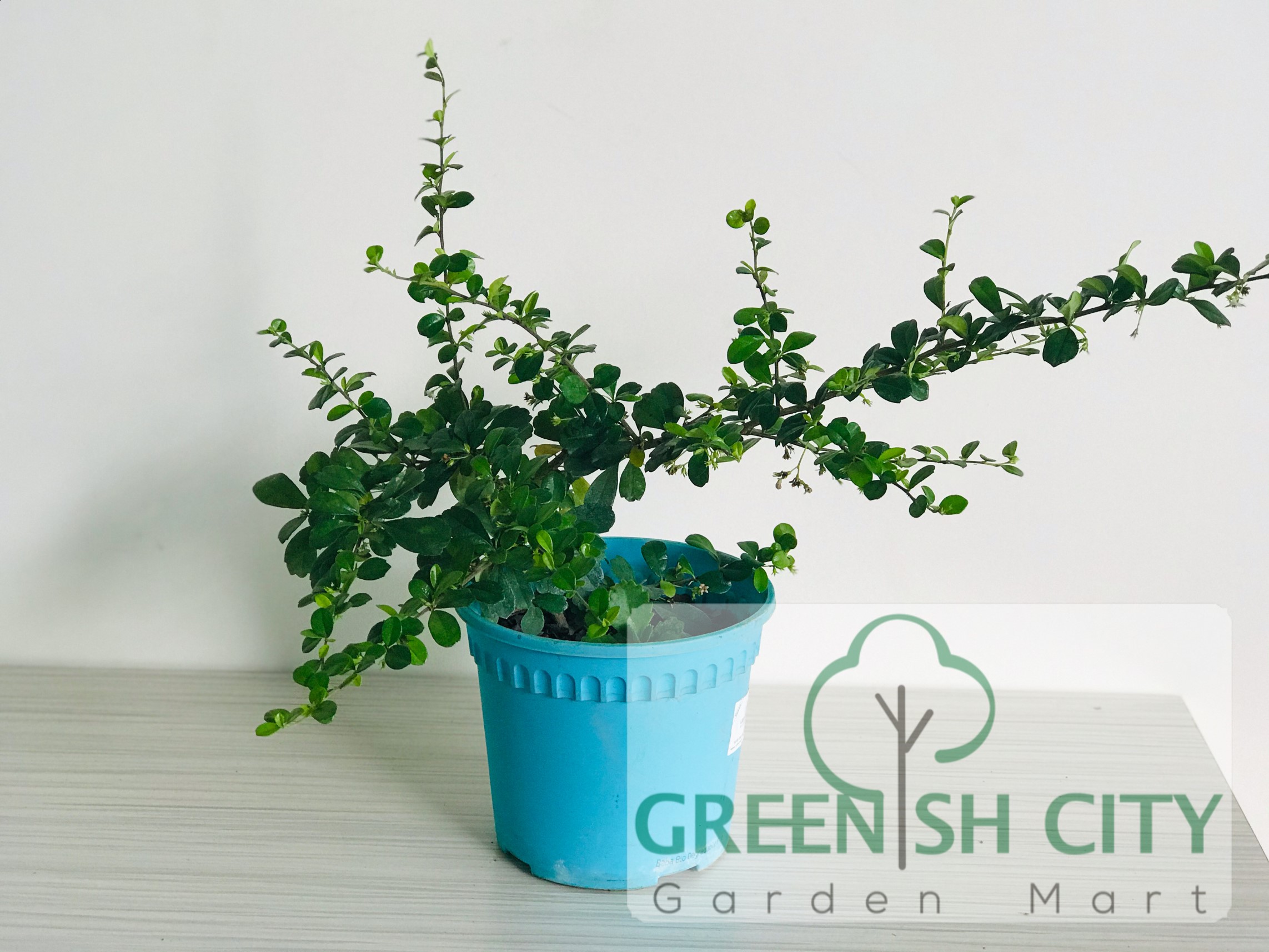 A botanist's legacy for Philippine plants and human health | by Albert  Balbutin Jr. | Medium, image size:2285x1714