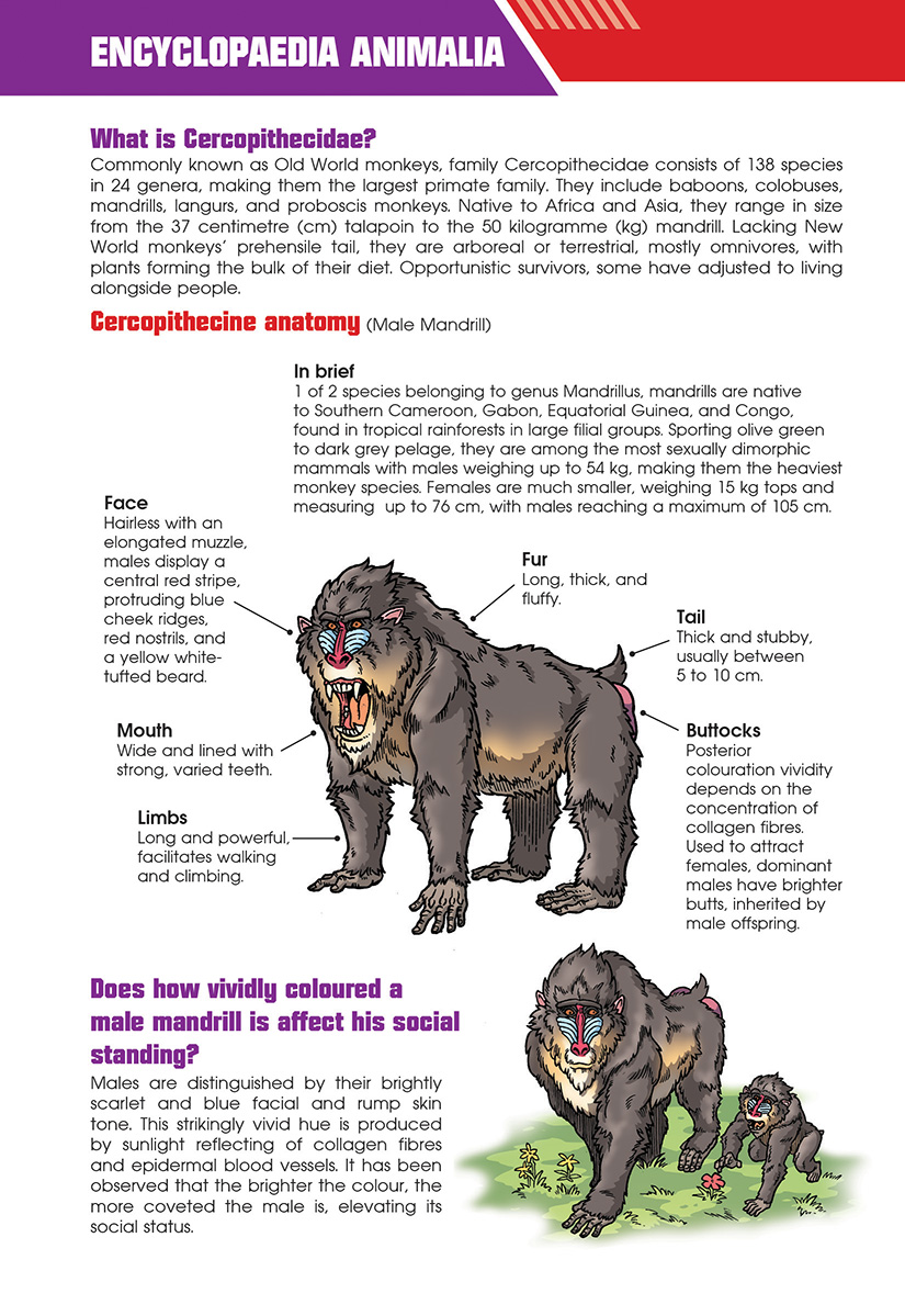 X-VENTURE Primal Power III 01: Tooth and Claw: Panther VS Mandrill