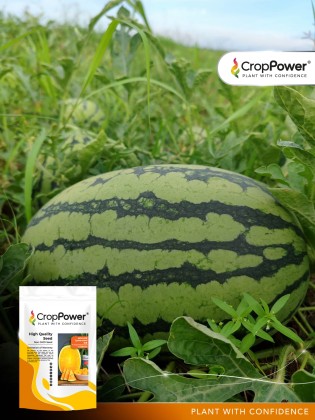 Watermelon Queensland WM818 | JOM TANAM | Malaysia #1 Tech-Driven