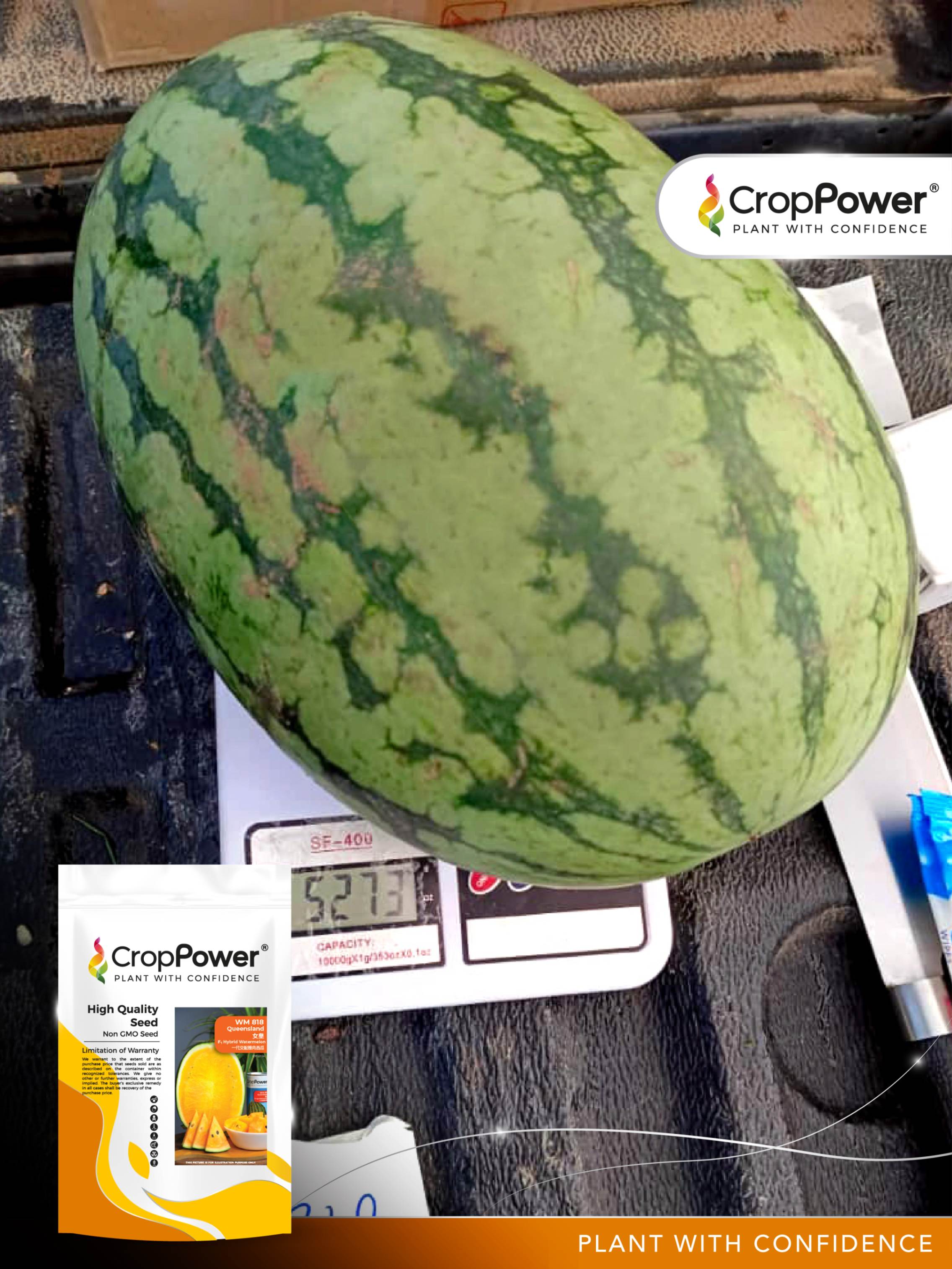 Watermelon Queensland WM818 | JOM TANAM | Malaysia #1 Tech-Driven