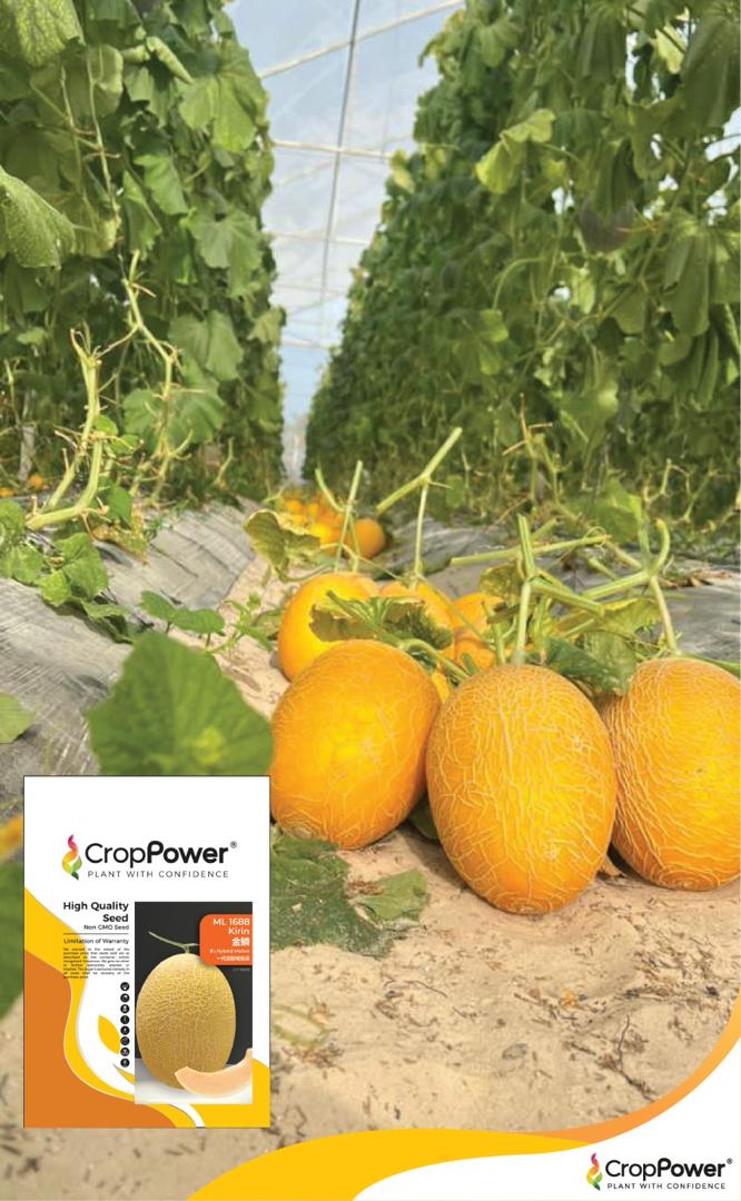 Melon Kirin ML1688 | JOM TANAM | Malaysia #1 Tech-Driven