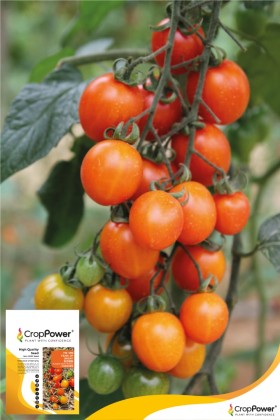 Cherry Tomato Pearl of Orient TM399 | JOM TANAM | Malaysia #1 Tech