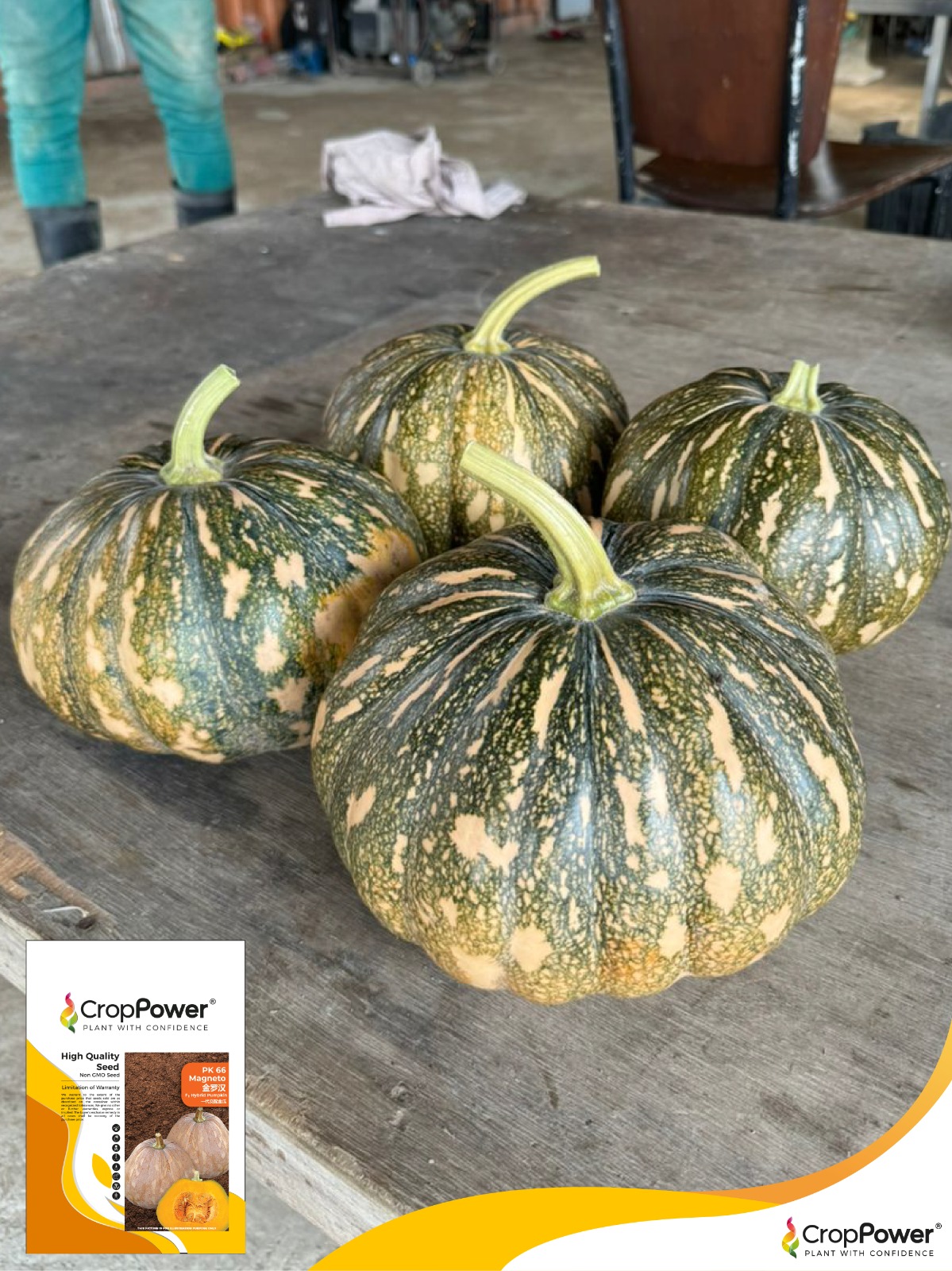 Pumpkin Magneto PK66 | JOM TANAM | Malaysia #1 Tech-Driven