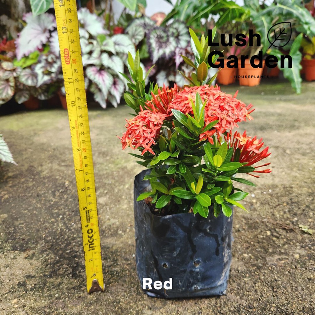 Ixora / Jungle Flame / Flame of Wood / 仙丹花 Polybag Outdoor Flower Live Plant Pokok Bunga Hiasan [Lus
