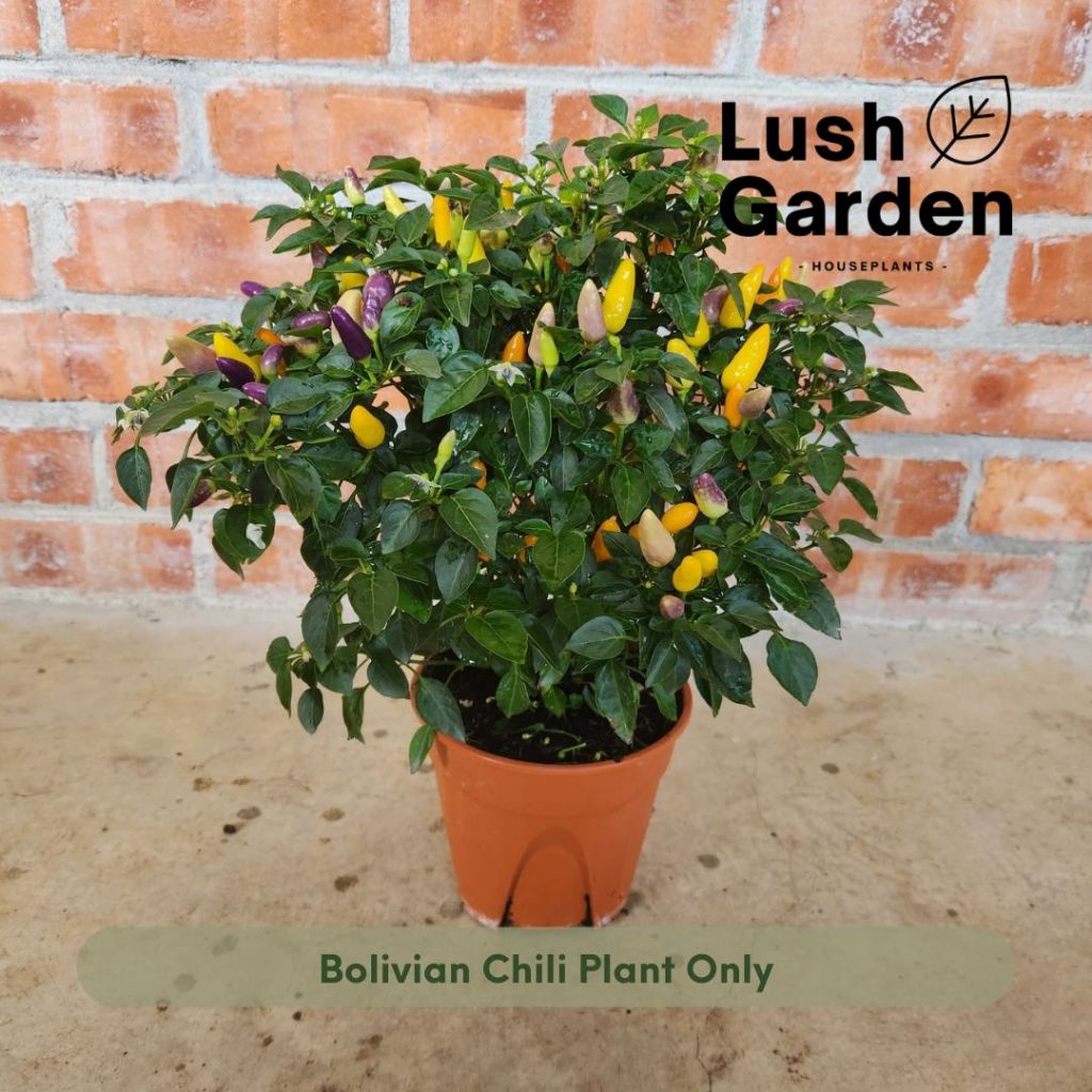 Bolivian Rainbow Chili Peppers / Pokok Cili / 七彩椒 Anak Pokok Hidup Buah Fruit Tree 150mm Pot Live Pl