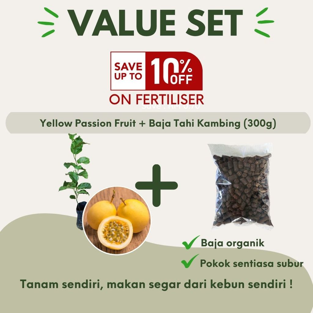 Yellow Panama Passion Fruit / Pokok Markisa Kuning 黄金百香果 Anak Pokok Hidup Buah Fruit Tree Live Plant