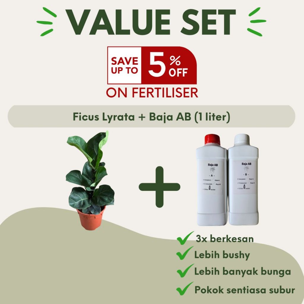 Ficus Lyrata Fiddle Leaf Fig 琴叶榕 Anak Pokok Hiasan Dalam Rumah Hidup Indoor Daun Hiasan Indoor Plant