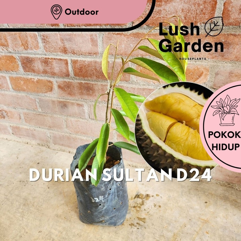 Anak Pokok Durian D24 Sultan | Fruit Tree Live Plant [Lush Garden]