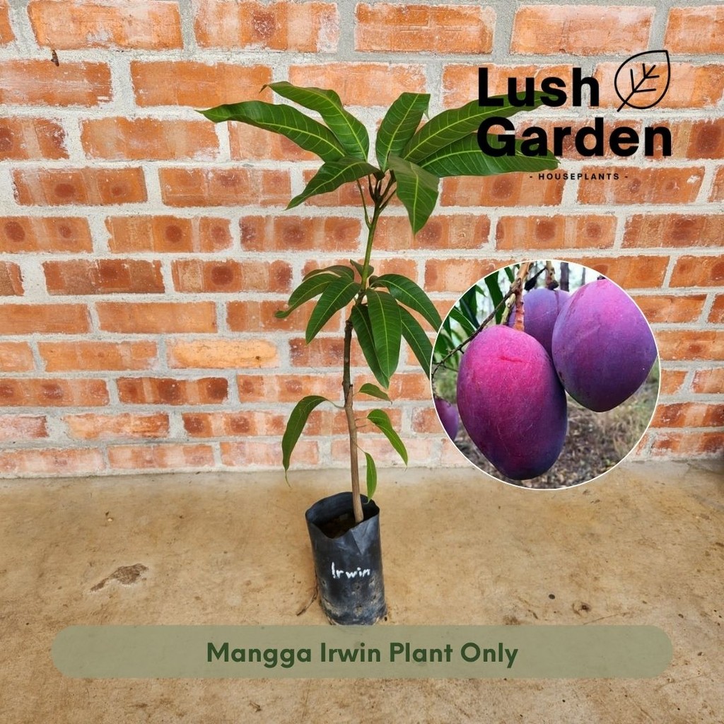Anak Pokok Mangga Irwin / Mangga Erwin / Mango 爱文芒果 Anak Pokok Hidup Buah Fruit Tree Outdoor Live Pl