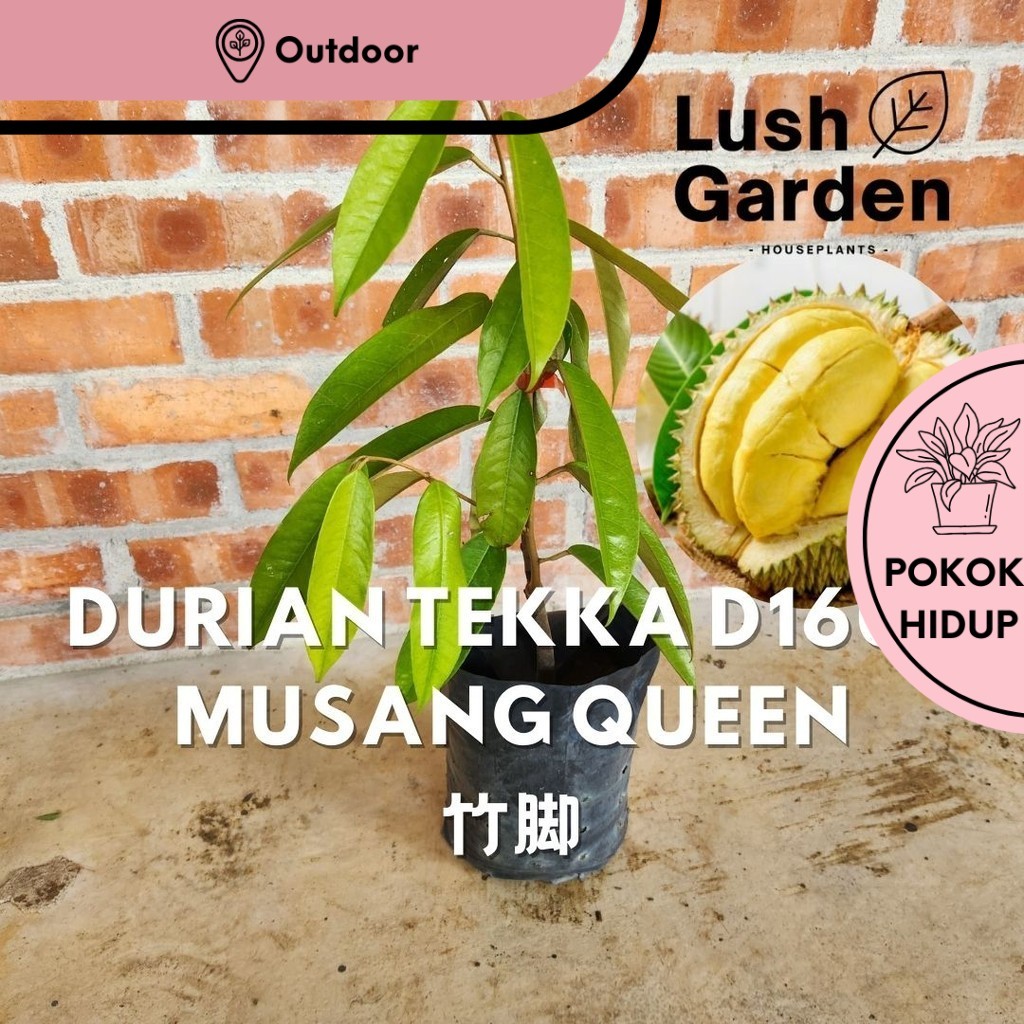 Anak Pokok Durian Tekka / Musang Queen D160 竹脚 Fruit Tree Live Plant [Lush Garden]